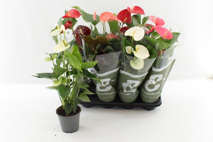 <h4>ANTHU AN GEM 4 KL</h4>