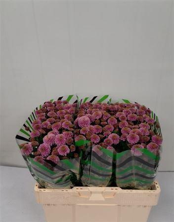 <h4>Chr San Doria</h4>