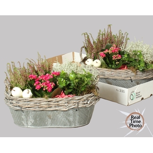 ARR TUINPLANTEN