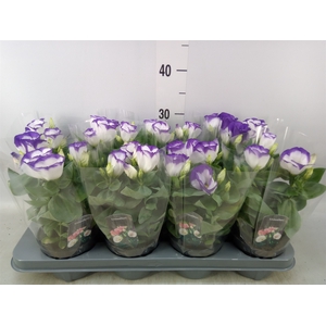 Eustoma russ. EN 'Carmen Blue Rim'