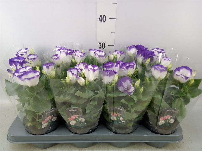 <h4>Eustoma russ. EN 'Carmen Blue Rim'</h4>