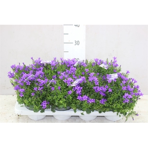 Campanula Port Blue