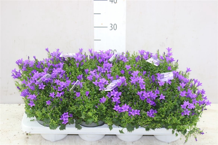 <h4>Campanula Port Blue</h4>
