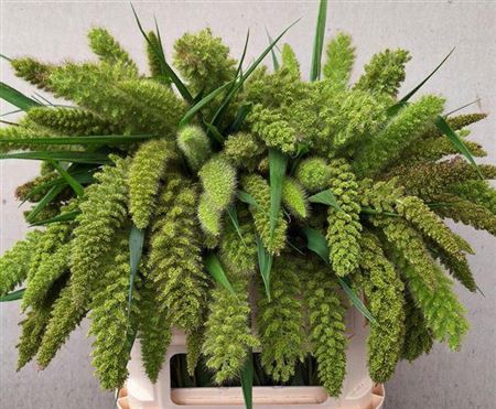 <h4>Setaria It Big Mama</h4>