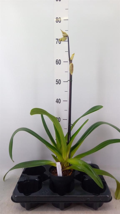 <h4>Paphiopedilum ...</h4>