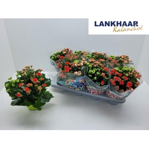 Kalanchoe gevuld gemengd in pot