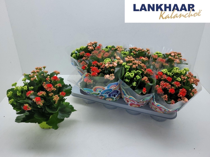 <h4>Kalanchoe gevuld gemengd in pot</h4>