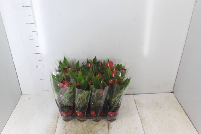 <h4>ANTHURIUM MINI MILLION FLOWERS P09</h4>