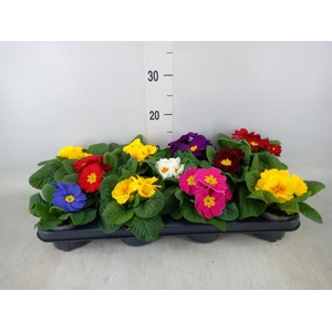 Primula ac.   ...mix