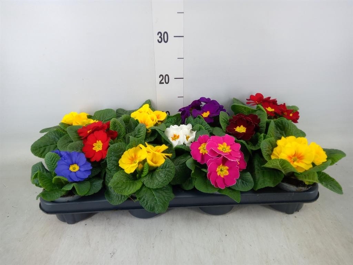 <h4>Primula ac.   ...mix</h4>