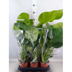 Monstera delic.