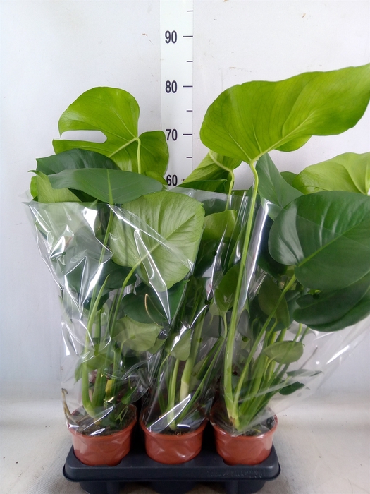 <h4>Monstera delic.</h4>