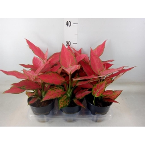 Aglaonema  'Cherry Baby'