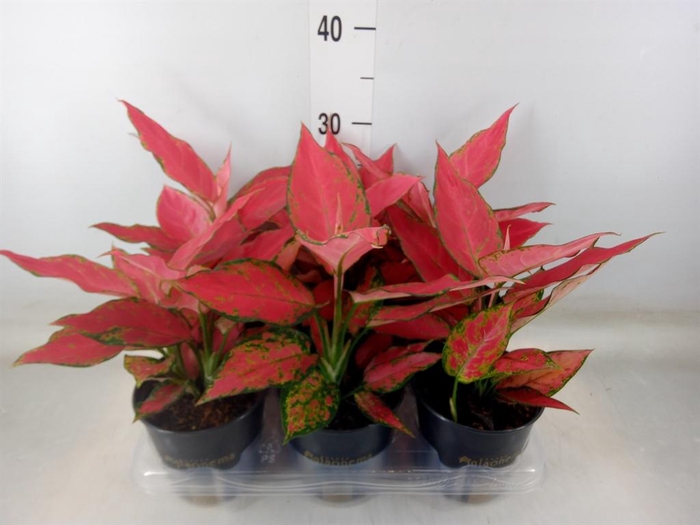 <h4>Aglaonema  'Cherry Baby'</h4>