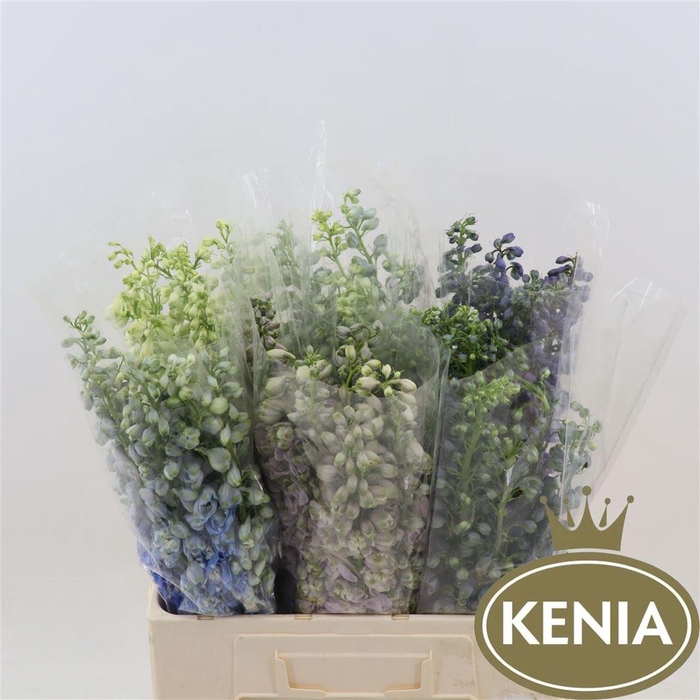 <h4>Delphinium Mix</h4>