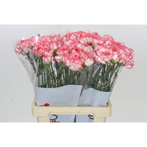 Dianthus St Coralie