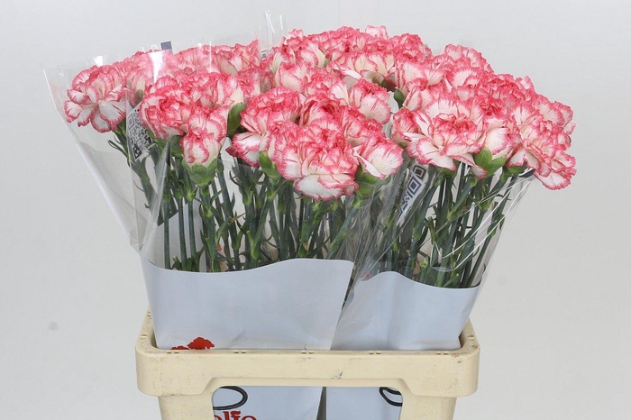 <h4>Dianthus St Coralie</h4>