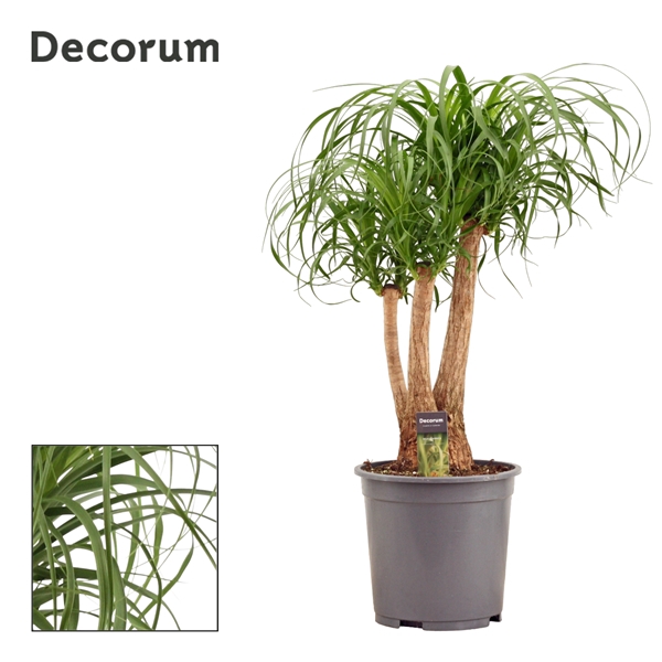 <h4>Beaucarnea vertakt 27 cm (Decorum)</h4>