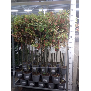 Malus  'Evereste'