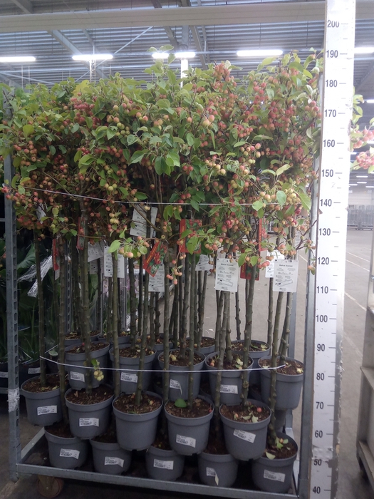 <h4>Malus  'Evereste'</h4>