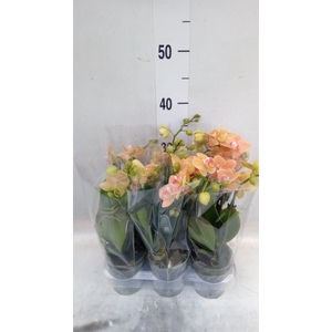 Phalaenopsis multi.   ...orange