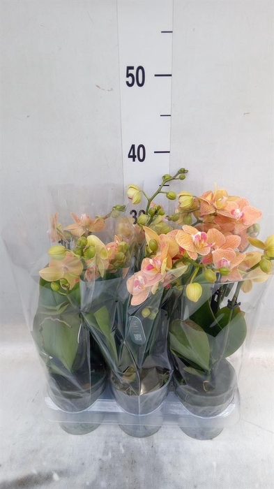 <h4>Phalaenopsis multi.   ...orange</h4>