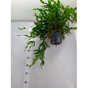 Microsorum diversifolium