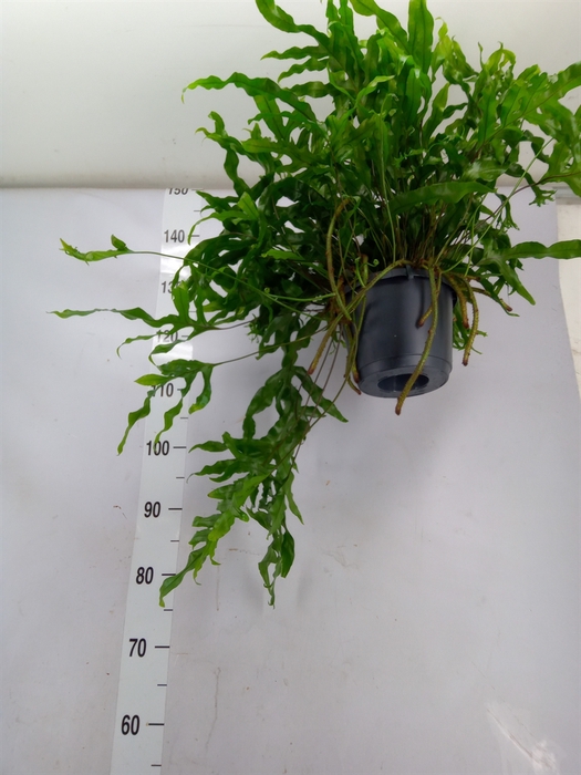 <h4>Microsorum diversifolium</h4>