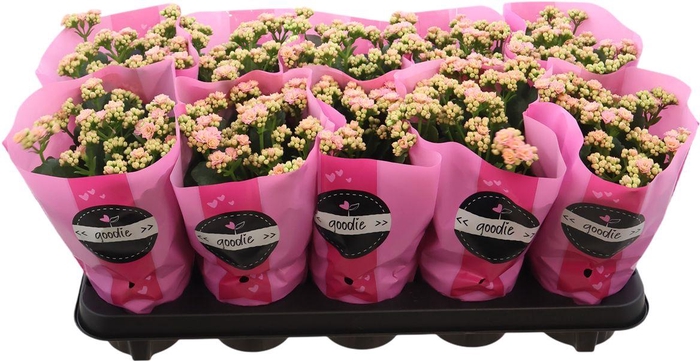 <h4>Kal Ge Perfecta Pink</h4>