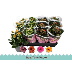 Kalanchoe Calandiva 2 tone mix 9Ø 19cm