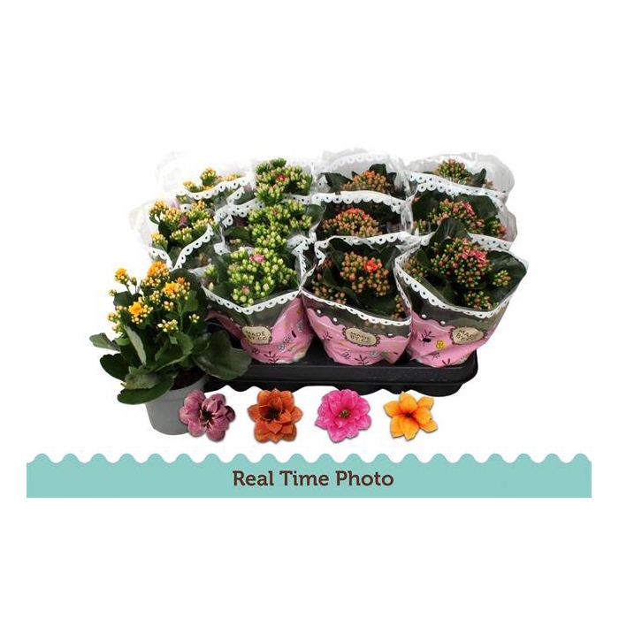 <h4>Kalanchoe Calandiva 2 tone mix 9Ø 19cm</h4>