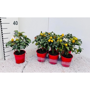 Citrus Kumquat Nagami mini-stem