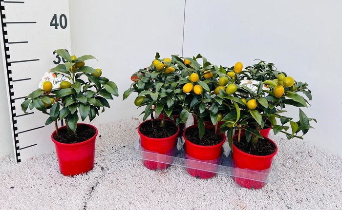 <h4>Citrus Kumquat Nagami mini-stem</h4>