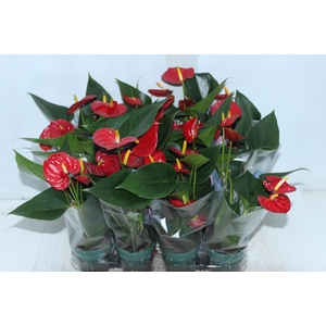 ANTHURIUM RED SUCCESS P09