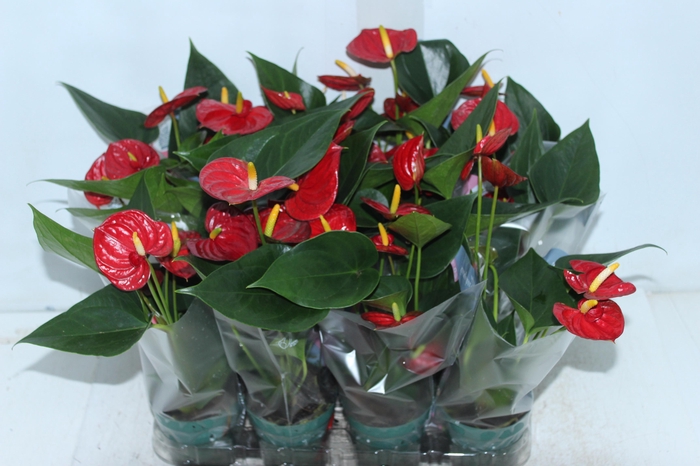 <h4>ANTHURIUM RED SUCCESS P09</h4>