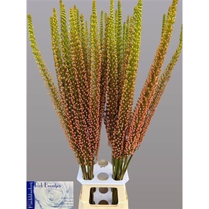 Eremurus Rumba
