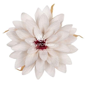 Dalia Whi04