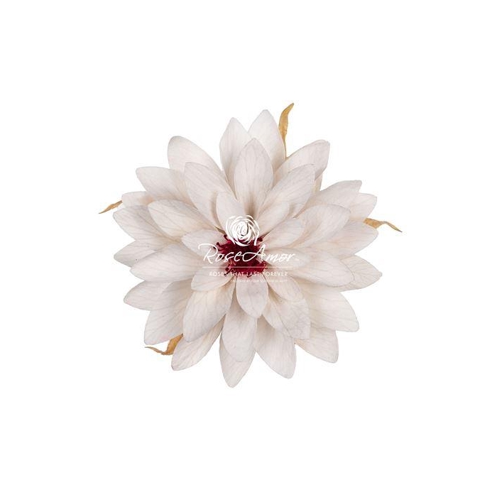 <h4>Dalia Whi04</h4>