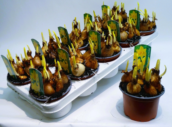 <h4>Groot meerbloemig licht geel</h4>