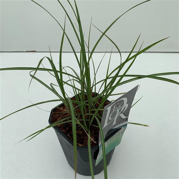 <h4>Graminées Miscanthus 'Kleine Silberspinne'</h4>