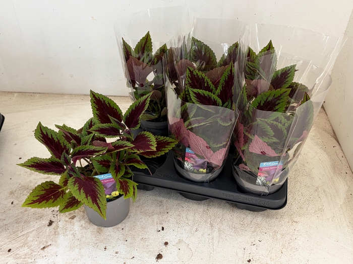 <h4>PLEC C MS RUBY ROAD</h4>