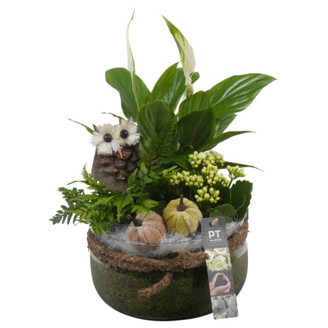 <h4>PTHG3343 Arrangementen kamerplanten</h4>