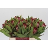 Protea Robijn