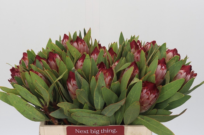 Protea Robijn