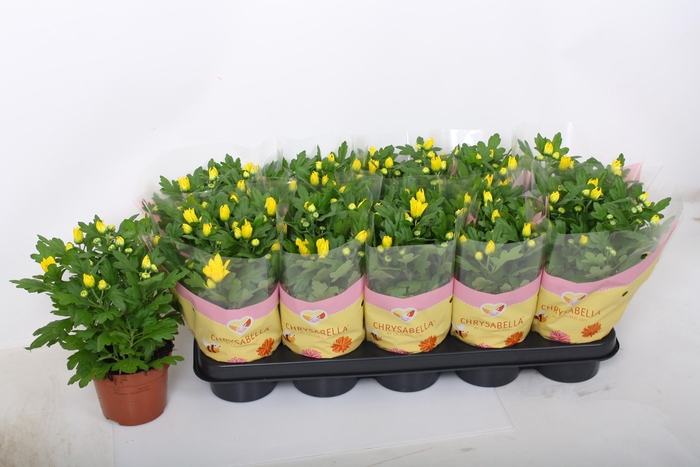 <h4>CHRYS HEAT YELLOW</h4>