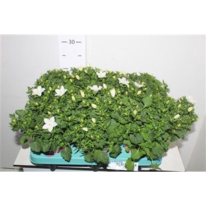 Camp Is Atlant White