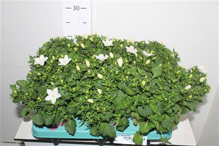 <h4>Camp Is Atlant White</h4>