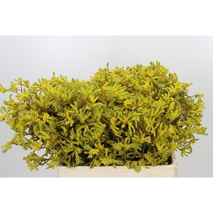 Anigozanthos Bush Down