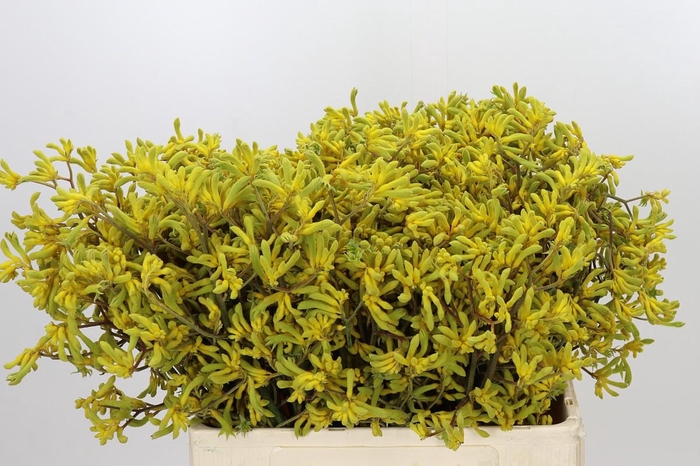 <h4>Anigozanthos Bush Down</h4>