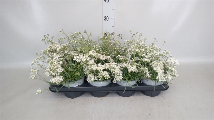 <h4>Gypsophila   ...</h4>